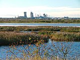 Plant seen from Saltholme Marshes near Haverton Hill Bird Reserve, Saltholme Marshes - geograph.org.uk - 83926.jpg