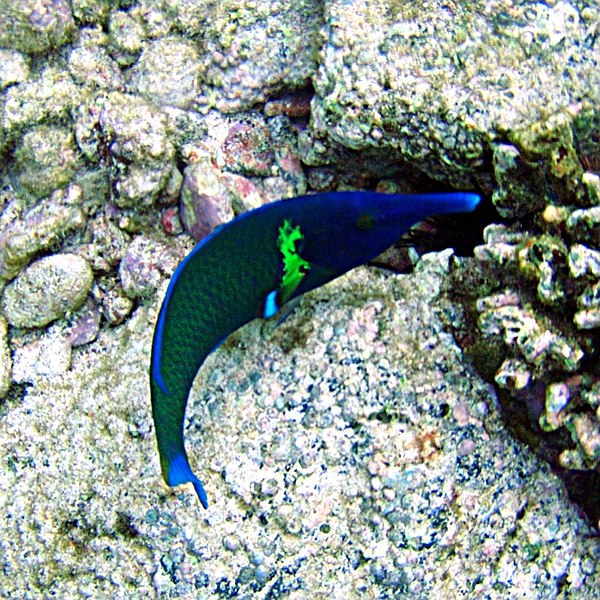 File:Bird Wrasse.jpg