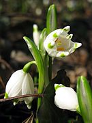 Märzenbecher in fiore all'Honigbuck di Friburgo Mooswald 4.jpg