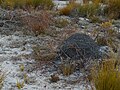 Black-Mound Termite WC.jpg