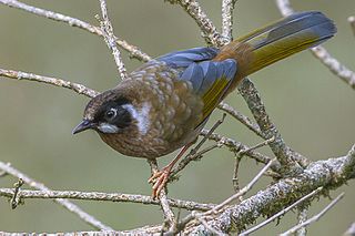 <span class="mw-page-title-main">Black-faced laughingthrush</span> Species of bird