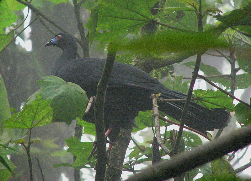 File:Black Guan.jpg