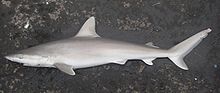 1=Blacknose shark (Carcharhinus acronotus) from the Gulf of Mexico (cropped from original)