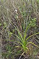 Bletilla formosana