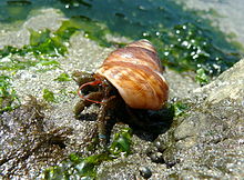 Mavi şeritli Hermit Crab.jpg