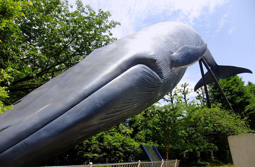 https://upload.wikimedia.org/wikipedia/commons/thumb/d/da/Blue_whale_Life_size_model.jpg/1024px-Blue_whale_Life_size_model.jpg