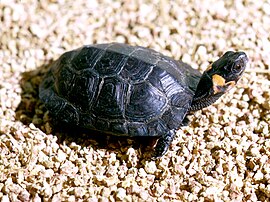 Черепаха Мюленберґа