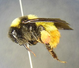 <i>Bombus haueri</i> Species of bee