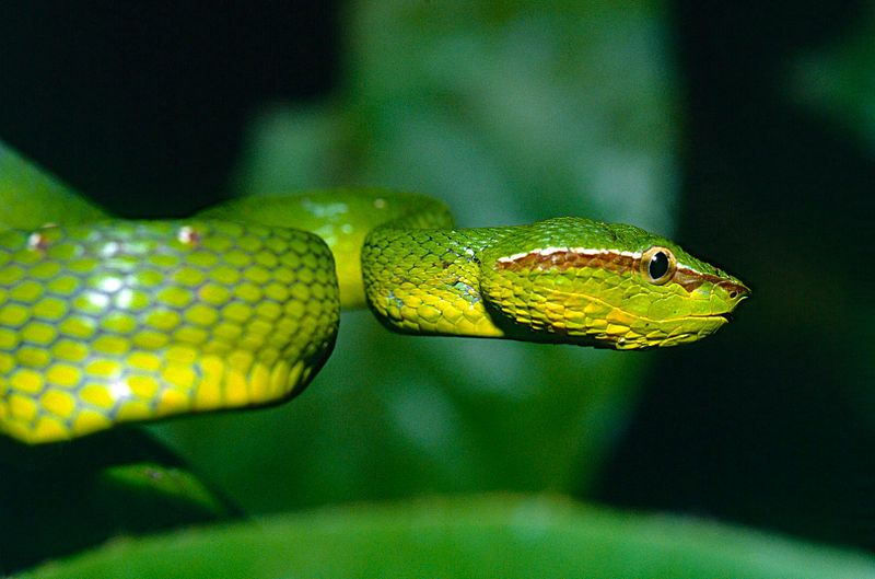 File:Bornean Keeled Green Pit Viper (Tropidolaemus subannulatus) (14227374031).jpg