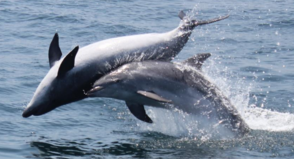 Bottlenose dolphins (tursiops truncatus) playing in the wild, participating in within-group social interaction. Bottlenose playing.PNG