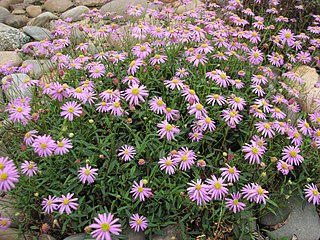 <i>Brachyscome</i> Genus of flowering plants