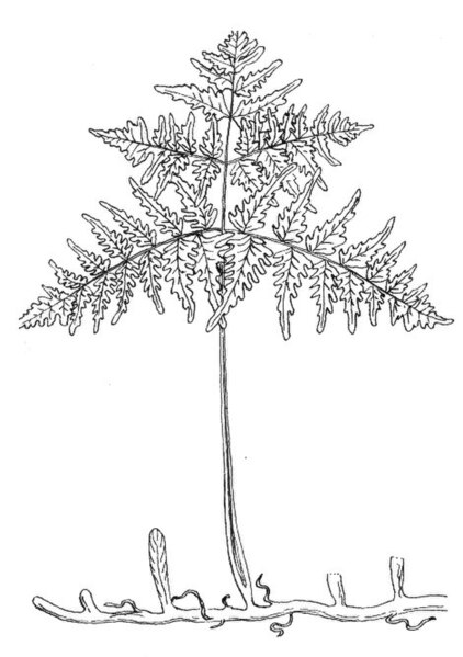 File:Bracken (PSF).jpg