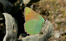 Bramble Hairstreak.jpg