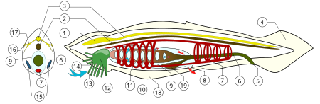 Tập_tin:BranchiostomaLanceolatum_PioM.svg