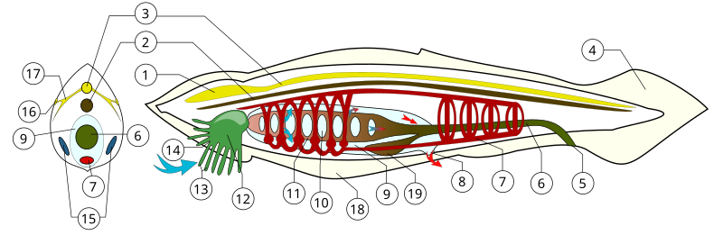 File:BranchiostomaLanceolatum PioM.svg