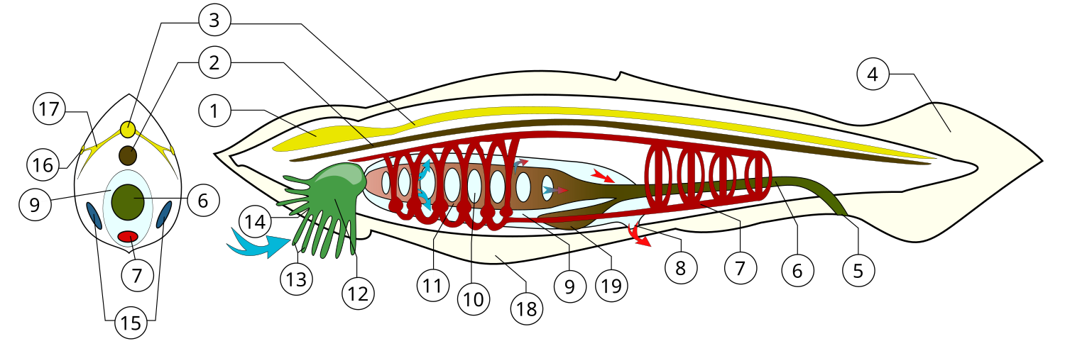 Entelognathus - Wikiwand