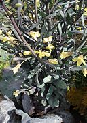 Brassica oleracea convar. capitata var. rubra L. - Red cabbage - flowers.jpg