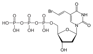Brivudine 5'-triphosphate, the active metabolite