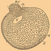Brockhaus-Efron Experimental Embryology 10.jpg