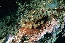 Broodinganemone 300.jpg