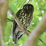 Brown Hawk-Owl - Ninox scutulata.jpg