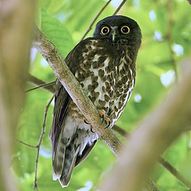 Brown Hawk-Owl - Ninox scutulata.jpg