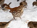 Thumbnail for File:Brown thrasher in CP (01955).jpg