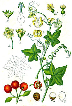 http://upload.wikimedia.org/wikipedia/commons/thumb/d/da/Bryonia_dioica_Sturm64.jpg/250px-Bryonia_dioica_Sturm64.jpg