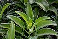 Bryophyllum laetivirens in Tropengewächshäuser des Botanischen Gartens 01.jpg