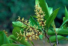 Buckinghamia ferruginiflora.jpg