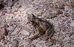 Miniatura para Rhinella scitula