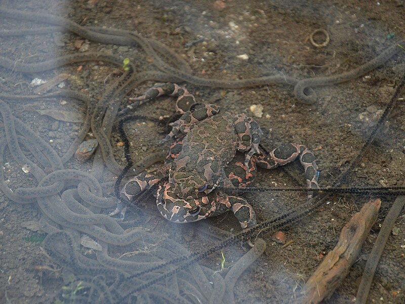 File:Bufo viridis in the center of Botevgrad, Bulgaria 03.jpg