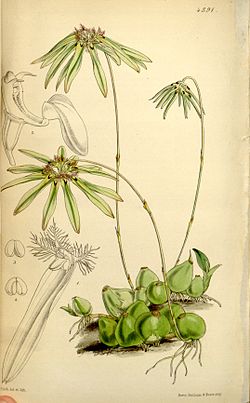 Bulbophyllum fimbriatum (as Cirrhopetalum fimbriatum) - Curtis' 74 (Ser. 
 3 no. 
 4) pl. 
 4391 (1848). 
 jpg