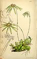 Bulbophyllum fimbriatum (as syn. Cirrhopetalum fimbriatum) plate 4391 in: Curtis's Bot. Magazine (Orchidaceae), vol. 74, (1848)