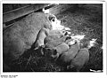 Bundesarchiv Bild 183-S92487, Tierzucht-Hauptgut Hundisberg, Schweinezucht.jpg