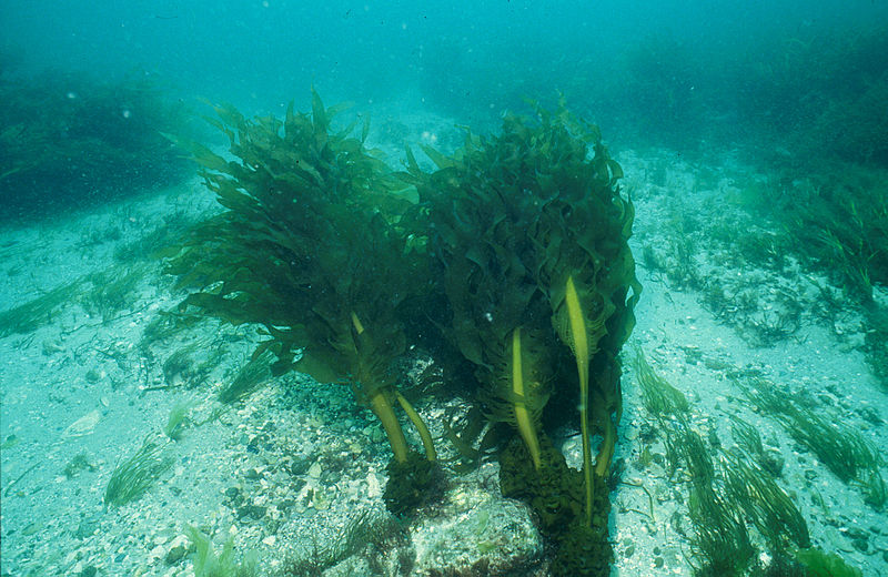 File:CSIRO ScienceImage 905 Undaria pinnatifida Japanese kelp.jpg