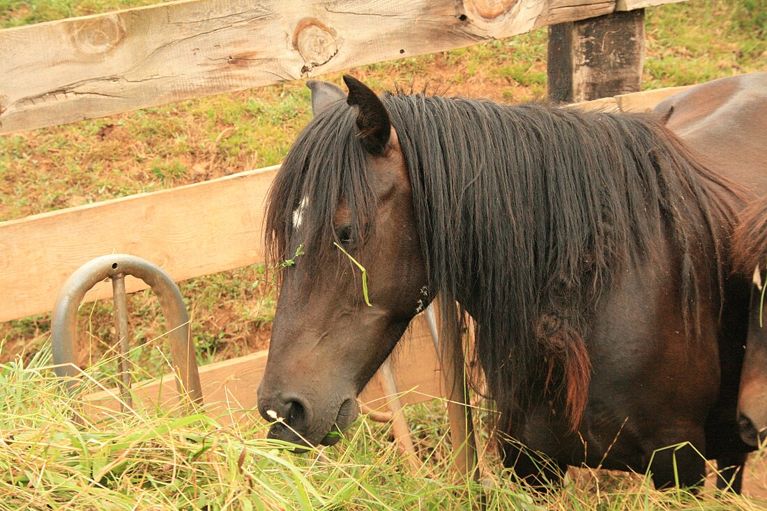 Caballo monchino