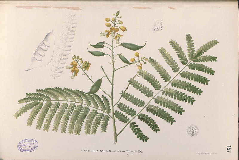 File:Caesalpinia sappan Blanco1.121-original.png