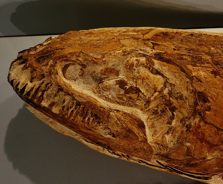 File:Calamopleurus audax skull 6.JPG