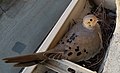 California nesting mourning dove.jpg