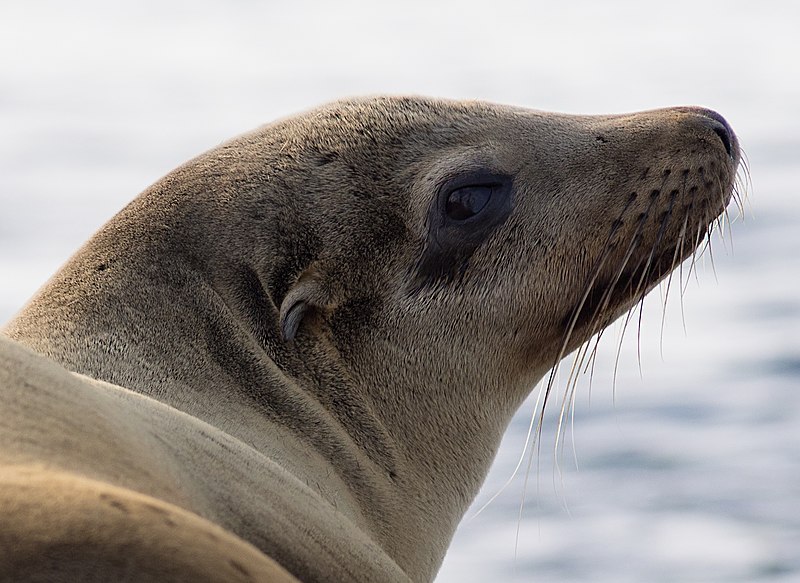 File:California sea lions in La Jolla (70500).jpg