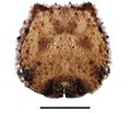 Fifth instar, head capsule