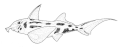 Callorhinchus milii