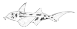 Callorhinchus milii can be the closest relative of Bathytheristes Callorhinchus milii (Australian ghost shark).gif