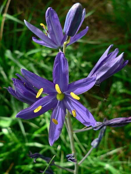 File:Camassia quamash 07017.JPG