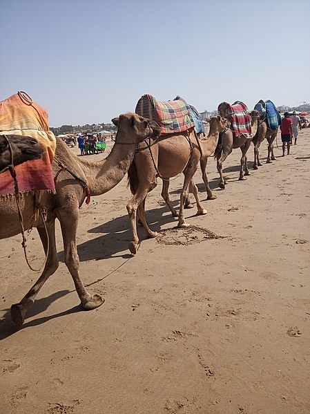 File:Camel transport.jpg