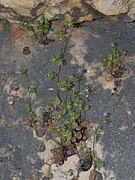 Campanula erinus