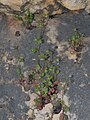 Campanula erinus Israel - Mount Carmel