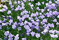 Campanula rotundifolia