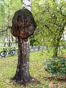 Нарост (сувель) на берёзе повислой (Betula pendula) в Петрозаводске, Карелия